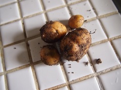 ふざけて芽が出た芋を植えていたら　ビー玉大の小芋が採れた（笑）.jpg
