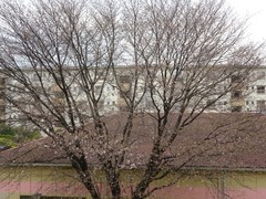 キッチン前の遅咲きの桜が咲き始めていました.jpg