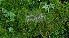 クモの巣に水滴が.jpg