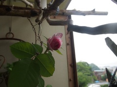 ピンクの帽子をかぶって歌っているようなバラの花-1.jpg