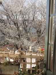 ベランダの向こうは遅咲きの桜が満開です.jpg