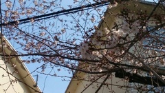上尾の桜は未だまだ.jpg