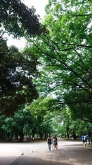 上野は大きい木がたくさんで気持ちいです.jpg