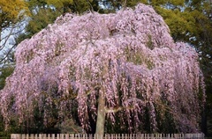 京都御苑のしだれ桜だそうです♪みごと！.jpg
