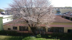 今が一番きれい　遅咲きの桜.jpg