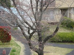 仕事部屋の前の桜が咲き始めました.jpg
