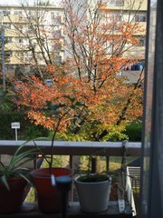 仕事部屋の前の桜の木　キラキラ綺麗.jpg