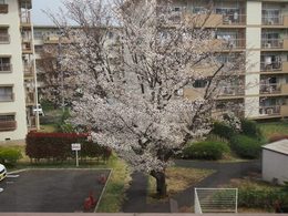 仕事部屋の真ん前の桜も満開に.jpg