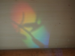 光のプリズムの中にアスパラの葉影が.jpg