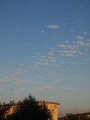 可愛い朝の雲　飛んでるみたい.jpg