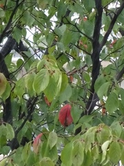 向かいの桜の木　そそっかしい子が紅葉してる.jpg