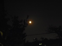 夕べの月はオレンジ色でした.jpg