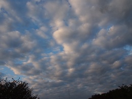 昨日の朝の空は雲を敷き詰めたようでした。.jpg