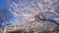東屋の桜　見事です.jpg
