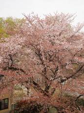 桜が散れば次は新緑.jpg