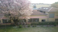 桜が舞っています.jpg