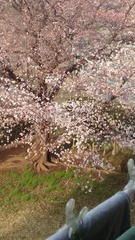桜の花が.jpg