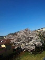 桜満開　空真っ青.jpg