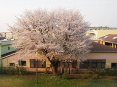 満開の桜を見ながら.jpg