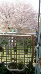満開の桜を見ながら手作りのお誘い.jpg