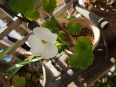 白のゼラニウム　一年中咲いてくれて　嬉しい花です.jpg