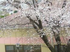 真裏の遅咲きの桜が満開に.jpg