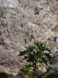 窓いっぱいの桜見物.jpg