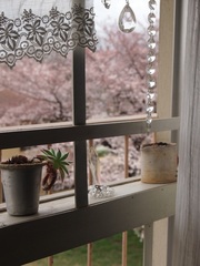 窓の外は満開の桜.jpg