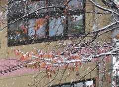 紅葉に雪か　いい感じね.jpg