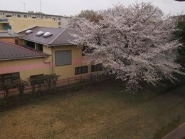 裏の桜は満開です♪.jpg