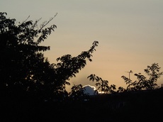 西の空では小鳥が沈む夕陽を見ながら羽を休め.jpg