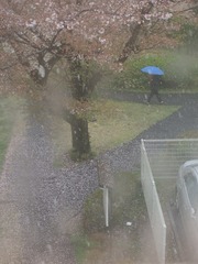 青い傘の少年　桜と雪の入り混じる中を行く.jpg