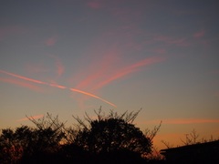 飛行機雲を夕陽が染めて.jpg