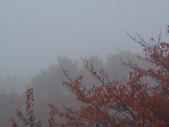 ７時半でもこの霧です.jpg